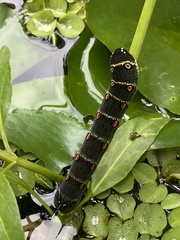 Theretra oldenlandiae