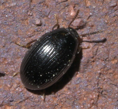 Platydema excavata