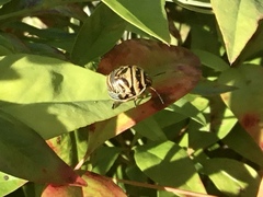 Orsilochides guttata