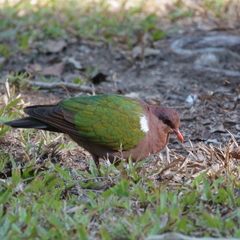 Chalcophaps longirostris