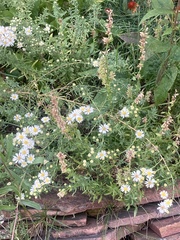 Symphyotrichum falcatum