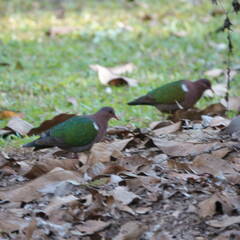 Chalcophaps longirostris