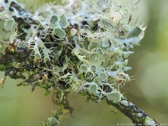 Heterodermia echinata