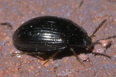Platydema excavata