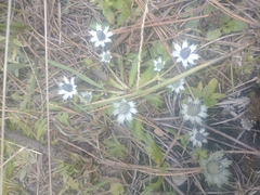 Eryngium carlinae