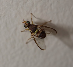 Bactrocera cacuminata