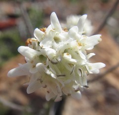 Phyllopodium elegans