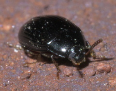 Platydema excavata