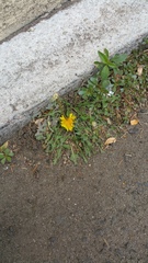 Taraxacum officinale