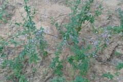 Desmodium ciliare