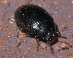 Platydema excavata