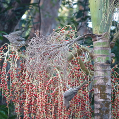 Sphecotheres vieilloti