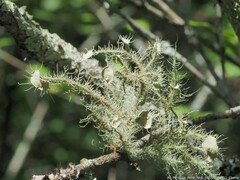 Usnea strigosa