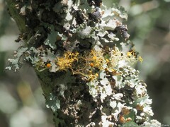 Teloschistes exilis