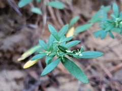 Crocanthemum canadense