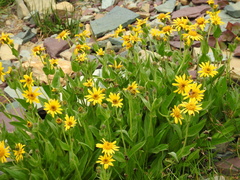 Arnica mollis