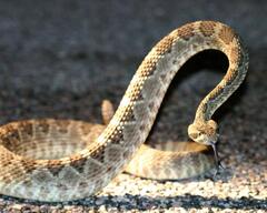 Crotalus scutulatus