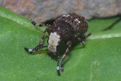 Platystomos albinus