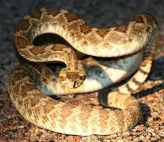 Crotalus scutulatus