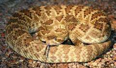 Crotalus scutulatus