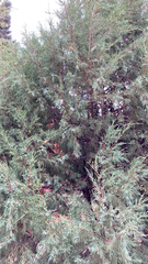 Juniperus scopulorum