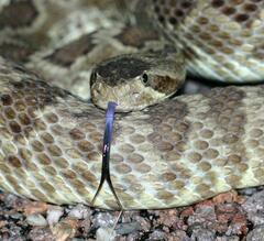 Crotalus scutulatus