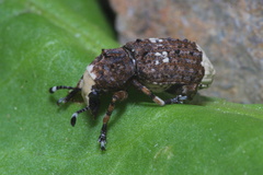 Platystomos albinus