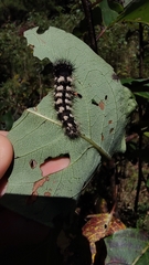 Acronicta longa