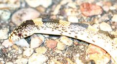 Rhinocheilus lecontei