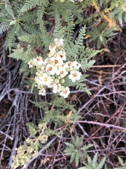 Chamaebatiaria millefolium