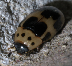 Ischyrus quadripunctatus