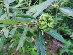 Rabdophaga rosaria