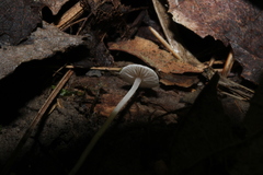 Hemimycena