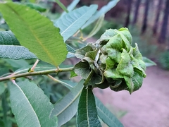 Rabdophaga rosaria