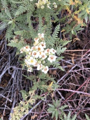 Chamaebatiaria millefolium