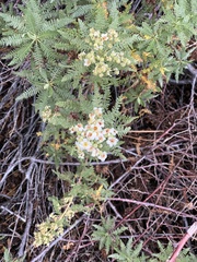 Chamaebatiaria millefolium
