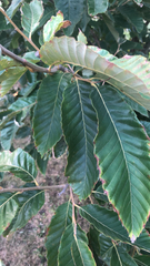 Castanea mollissima