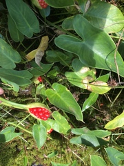 Peltandra sagittifolia