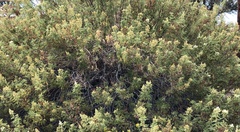 Chamaebatiaria millefolium