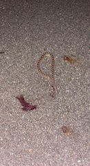 Sistrurus tergeminus