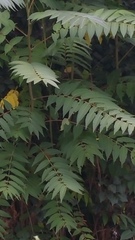Ailanthus altissima