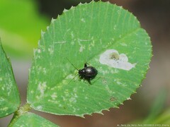 Microtechnites bractatus