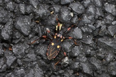 Acanthaspis geniculata