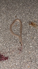 Sistrurus tergeminus