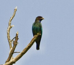 Eurystomus orientalis