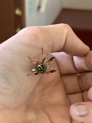 Meromacrus gloriosus