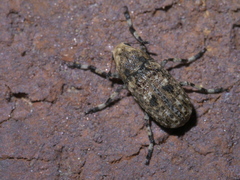 Euparius marmoreus