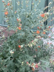 Sphaeralcea munroana