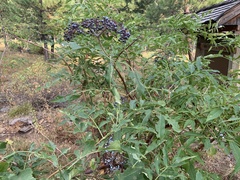 Vaccinium membranaceum