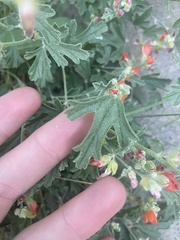 Sphaeralcea munroana